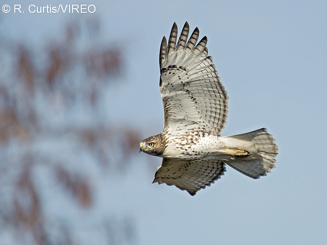 Red-tailed Hawk